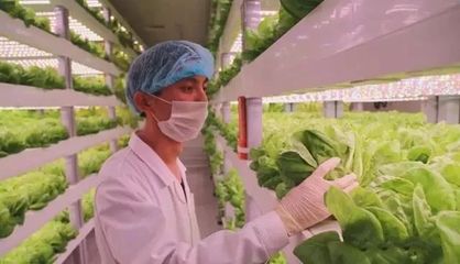 無土無光亦生長 探秘計算機集成下的現(xiàn)代農業(yè)革命